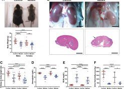 Itgb1 mutant mice had failure to thrive, small fibrotic kidneys, hydronephrosis, anemia, renal failure, and hyposthenuria