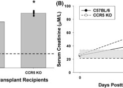 kidney transplant recipients days post transplant