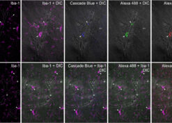 injected dextrans into iba-1-immunoreactive macrophages and microglia