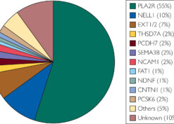 Report on Membranous Nephropathy